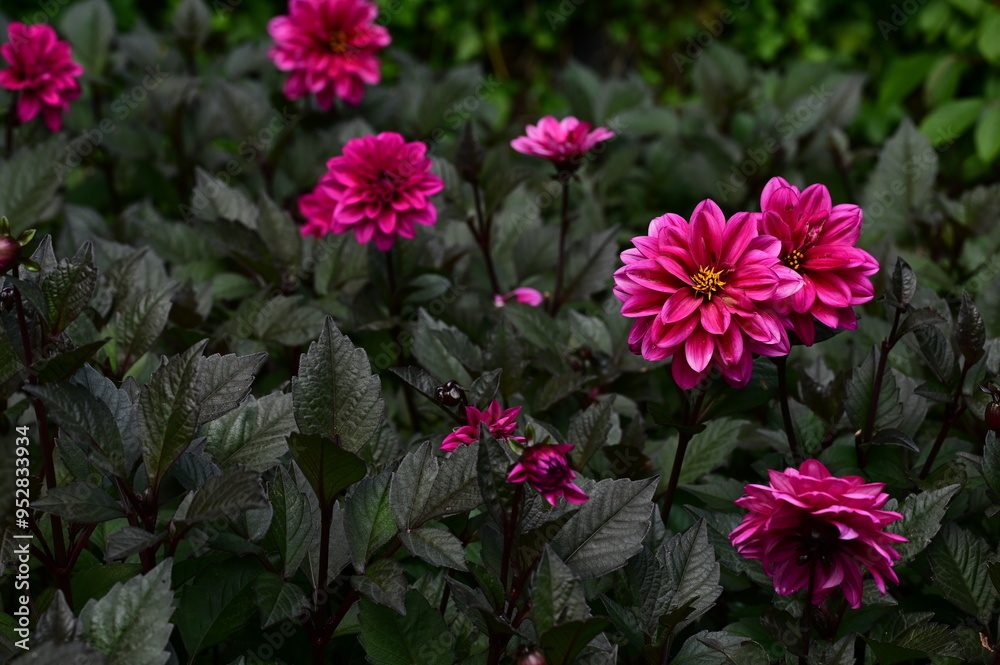 Fototapeta premium Where Nature Performs Its Colorful Symphony: A Garden's Blooming Marvels of British Columbia, Canada