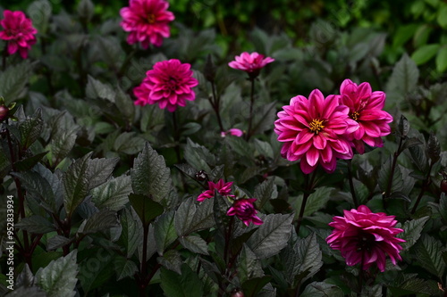 Where Nature Performs Its Colorful Symphony: A Garden's Blooming Marvels of British Columbia, Canada