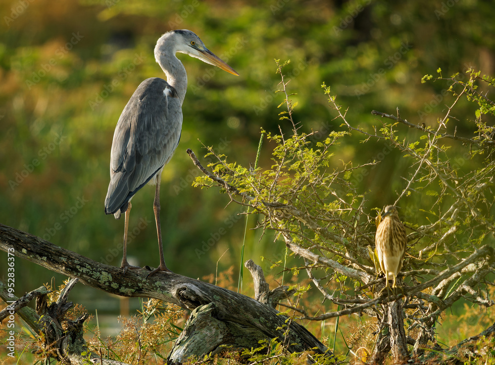 Fototapeta premium Grey Heron - Ardea cinerea long-legged predatory wading bird of the heron family Ardeidae, bird hunter waiting and standing in sunny lake environment close to the water in marshes