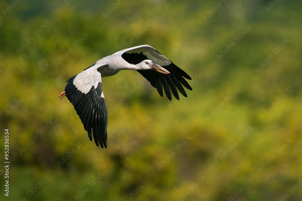 Asian openbill stork - Anastomus oscitans large flying bird in Ciconiidae, Indian subcontinent and Southeast Asia, greyish or white with black wings and gap between upper and lower mandible Asian openbill stork - Anastomus oscitans large flying bird in Ciconiidae, Indian subcontinent and Southeast Asia, greyish or white with black wings and gap between upper and lower mandible