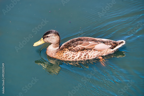 Poznan, Cybina Valley, a duck swimming on the river on a sunny day