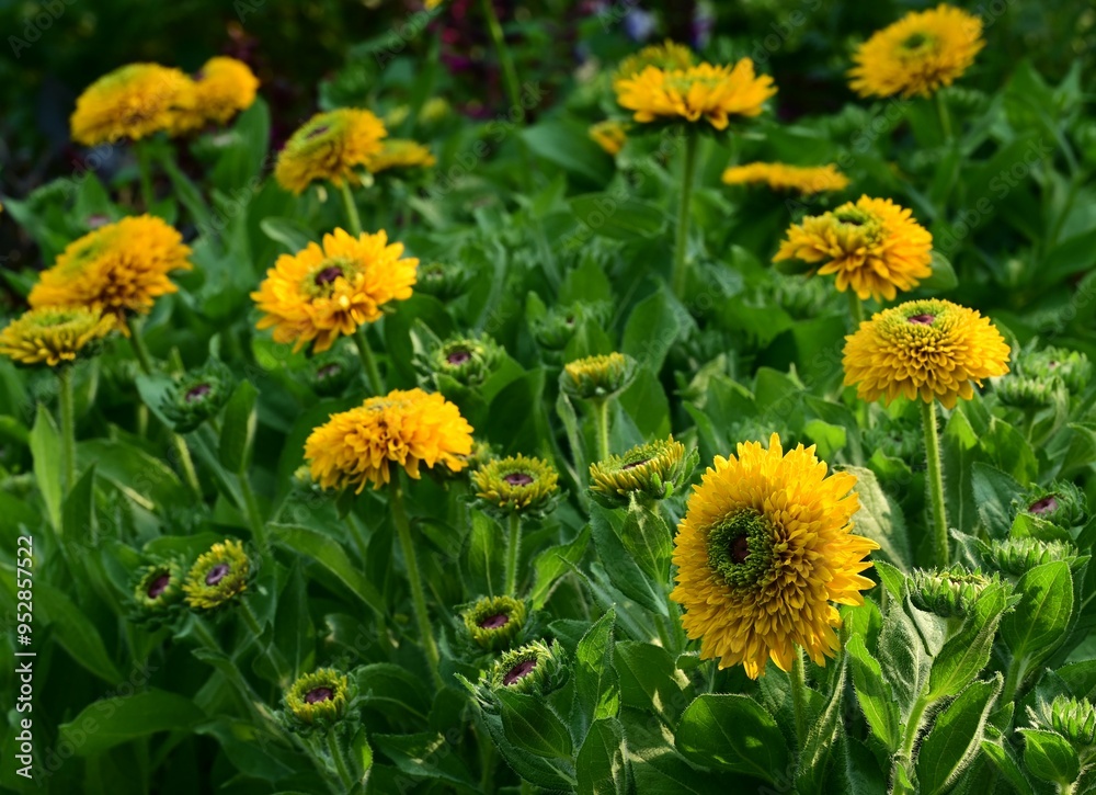 Fototapeta premium Where Nature Performs Its Colorful Symphony: A Garden's Blooming Marvels of British Columbia, Canada