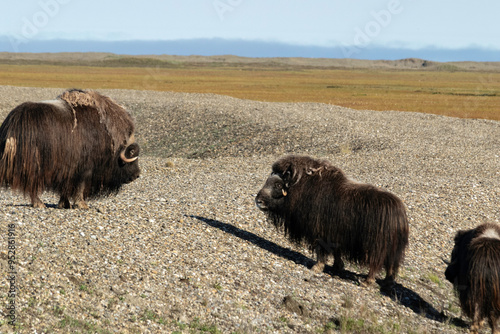 Muskox on the North Slope of Alaska