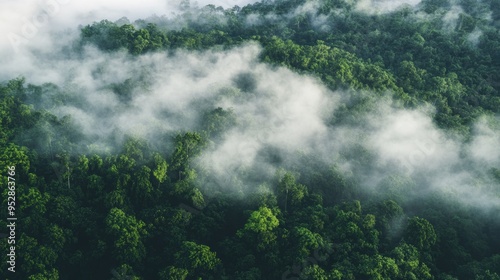 Foggy Forest Panorama