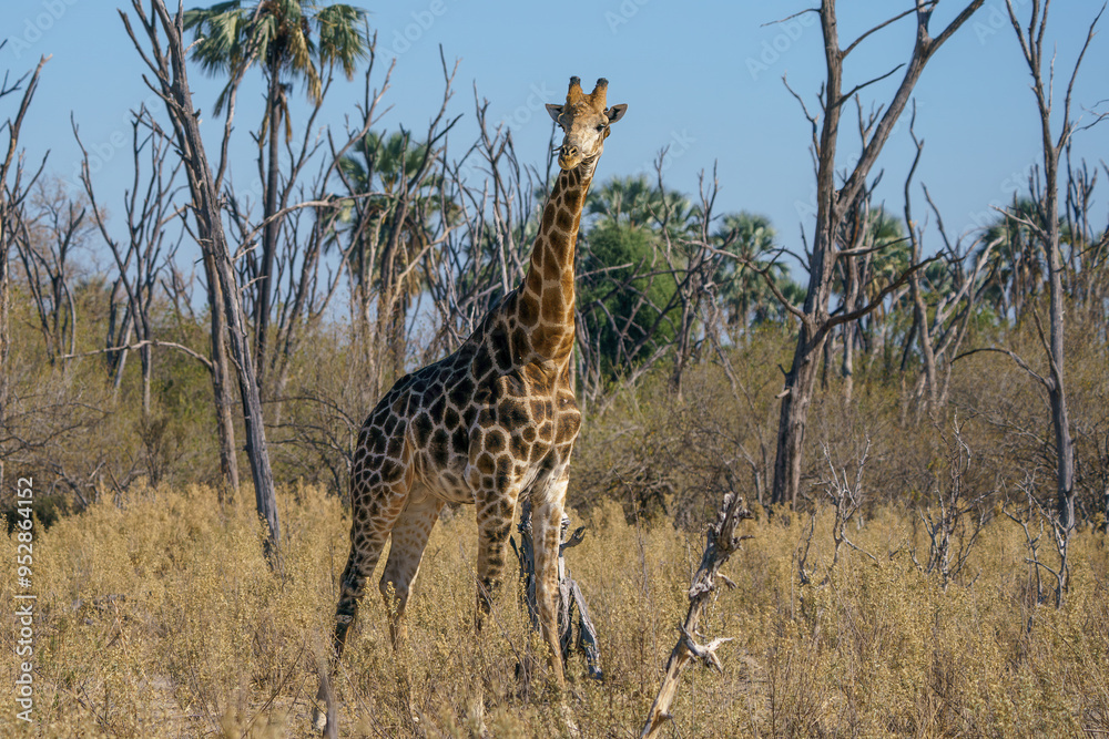 Solitary South African giraffe in the Kalahari desert, Botswana Solitary South African giraffe in the Kalahari desert, Botswana