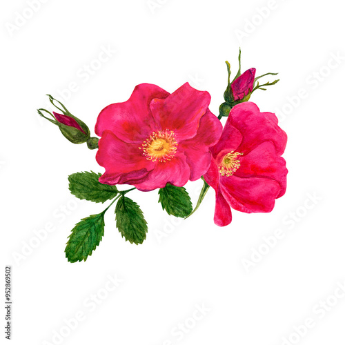 Pink rosehip watercolor set