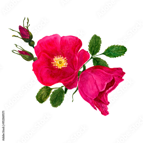 Pink rosehip bouquet watercolor