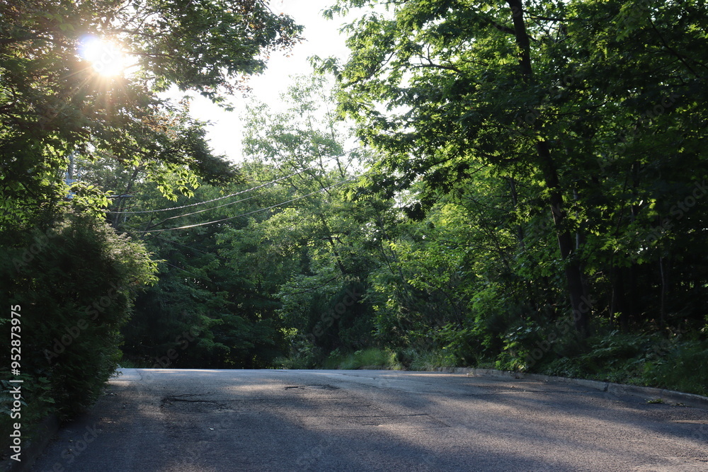 Fototapeta premium A street with trees in the summer. Road and security. Discover and destination with car. Asphalt and construction. 
