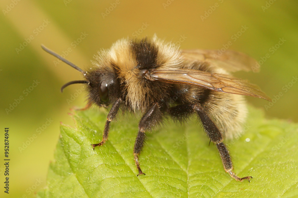 Closeup on a male Field cuckoo bumnble-bee Bombus campestris, sitting on a green leaf Closeup on a male Field cuckoo bumnble-bee Bombus campestris, sitting on a green leaf