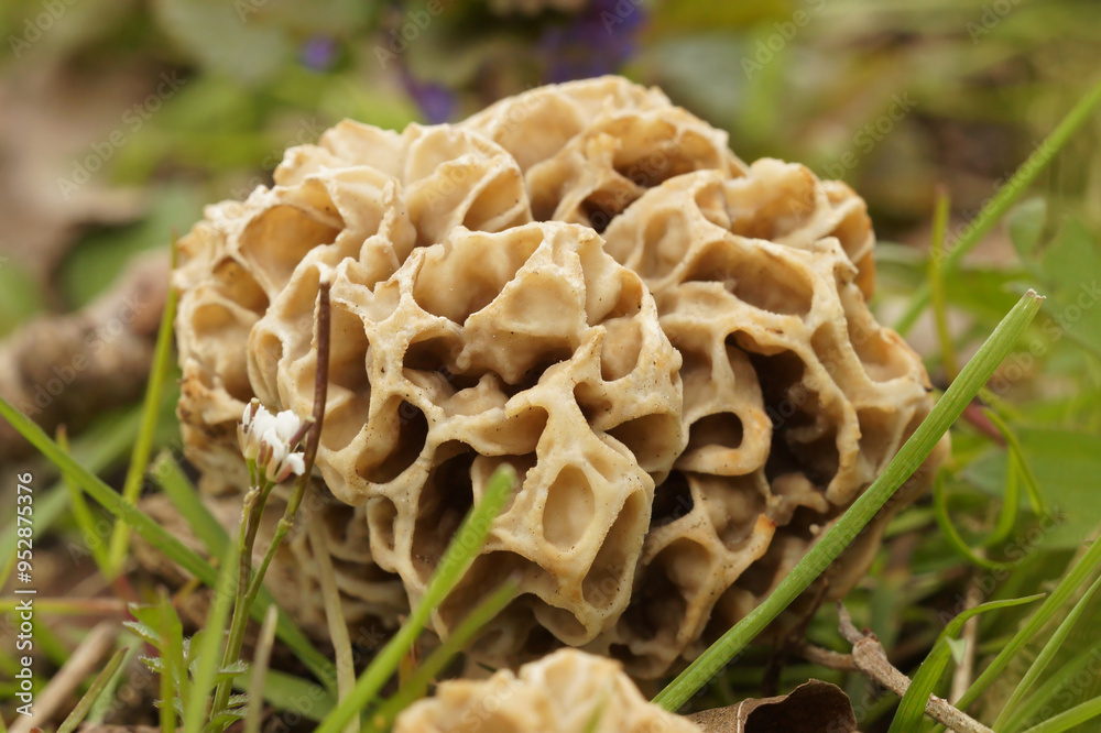 Closeup on an emerging Spounge morel ushroom , Morchella esculenta in a grassland