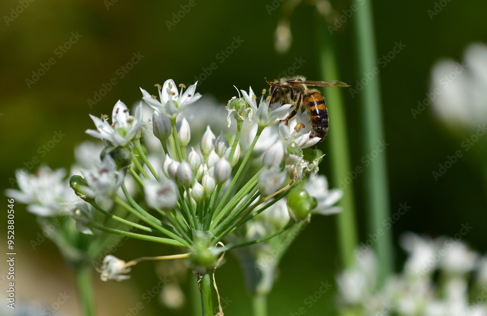 Biene auf blühendem Schnittknoblauch Biene auf blühendem Schnittknoblauch