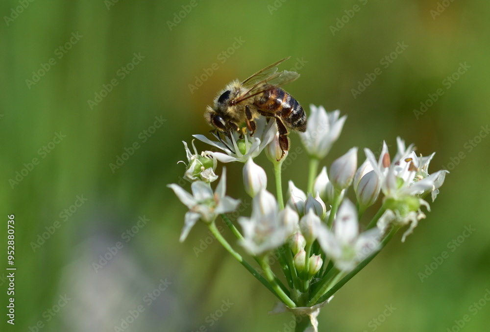 Biene auf blühendem Schnittknoblauch Biene auf blühendem Schnittknoblauch