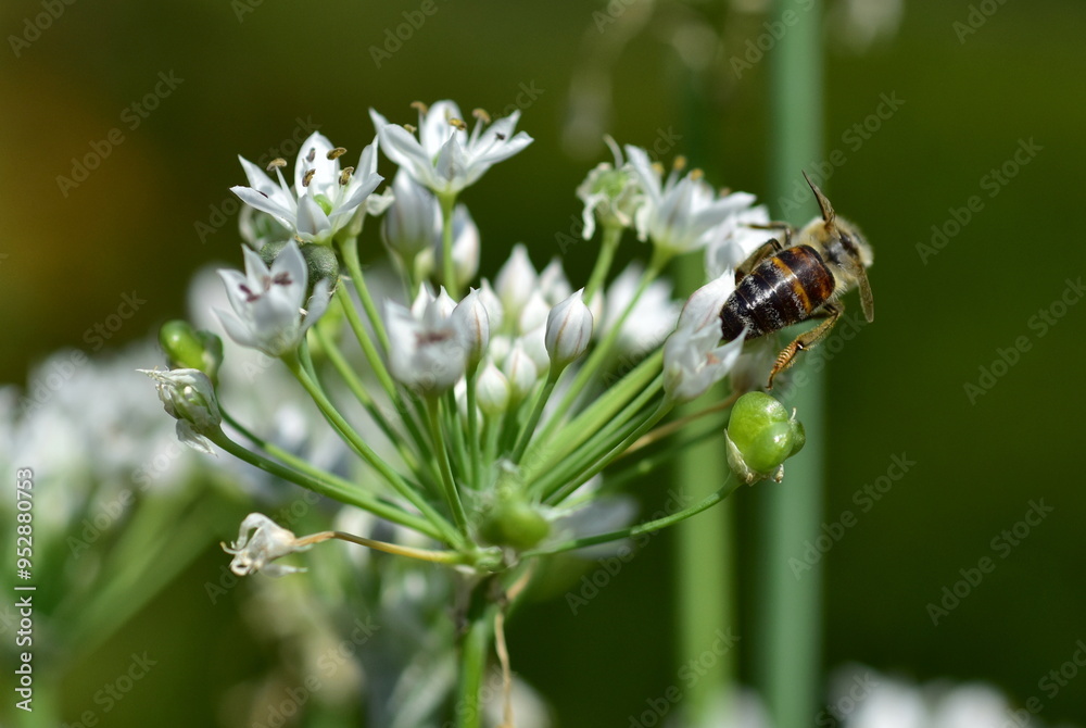 Biene auf blühendem Schnittknoblauch Biene auf blühendem Schnittknoblauch