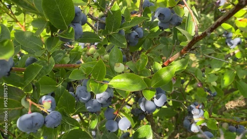 Ripe berries on blueberry bush, close up. Fruit clusters, waiting to be harvested. Rich berry harvest, selective focus