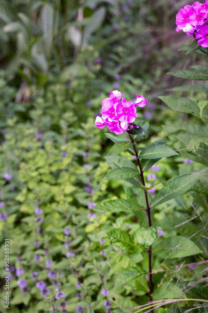 Phlox paniculata or garden phlox pink flowers in summer, close up Phlox paniculata or garden phlox pink flowers in summer, close up