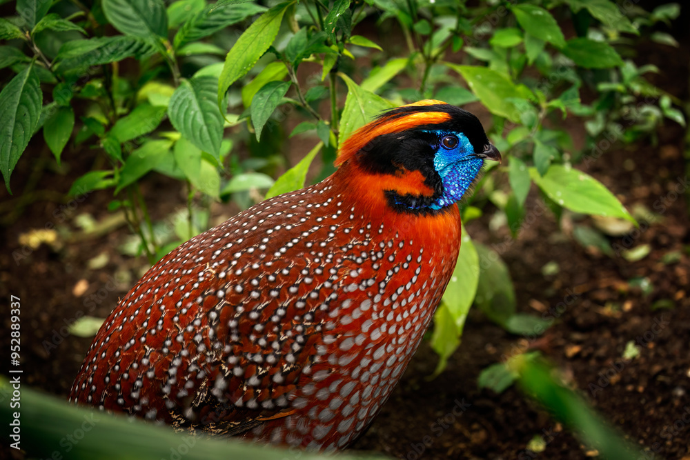 Fototapeta premium Portrait of temminck's tragopan, Tragopan temminckii. Satyr tragopan in mountain forest. Rare exotic bird with blue, black and orange head. Male of pheasant. Beautiful animal in wildlife nature.