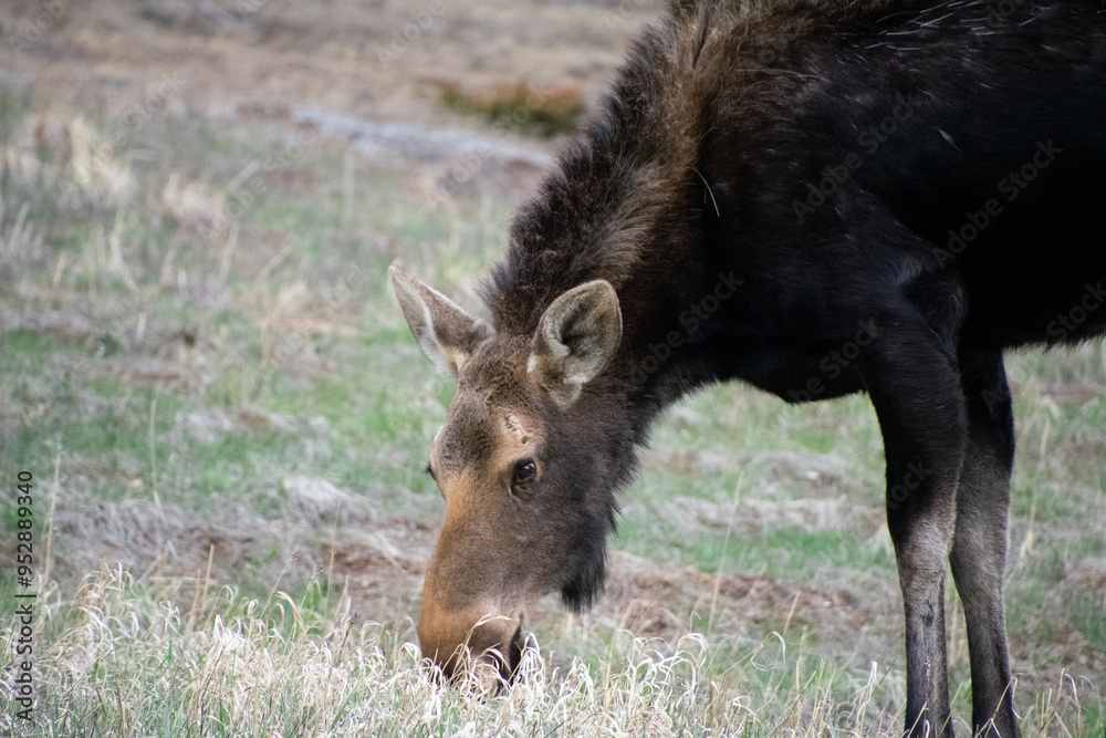 moose grazing near alice colorado moose grazing near alice colorado