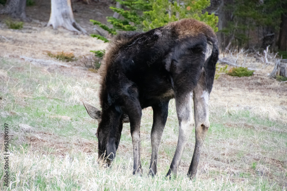 moose grazing near alice colorado moose grazing near alice colorado