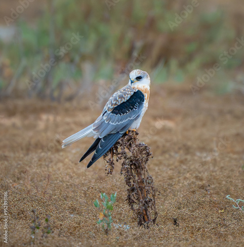 A white-tailed kite, bird of prey, perched on a dried plant stalk. Its head is turned slightly allowing a view of its sharp eyes and beak. Bedwell Bay Front Park, Menlo Park, CA