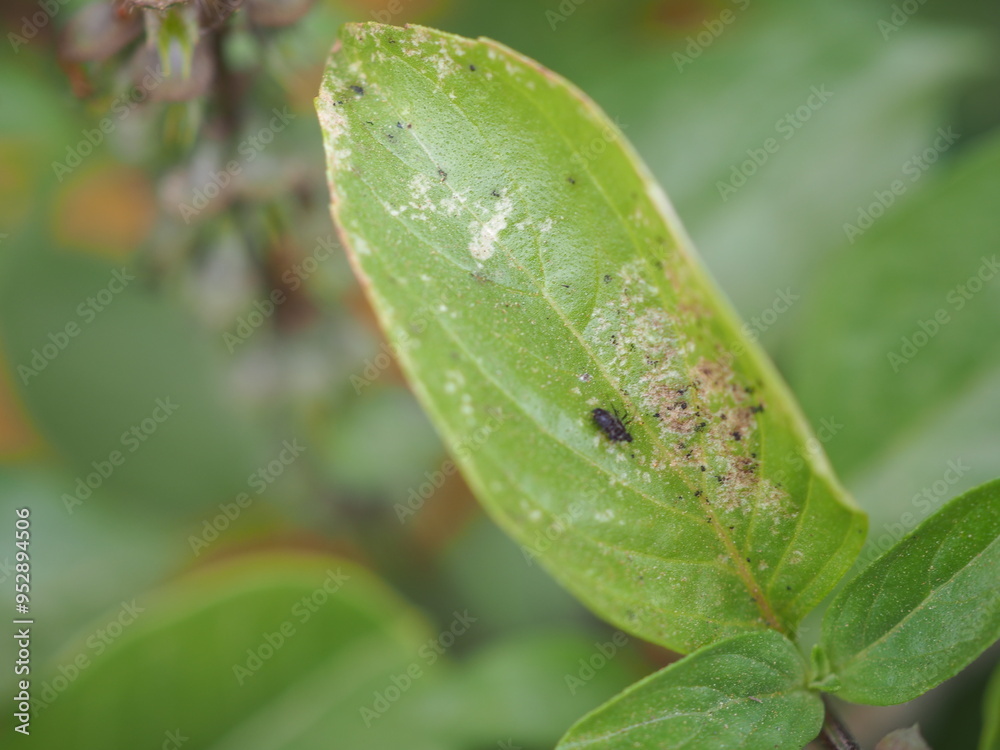 Black aphids on basil leaves. Closeup photo, blurred. Black aphids on basil leaves. Closeup photo, blurred.
