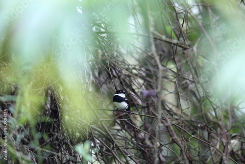 Rwenzori batis (Batis diops) is an endemic bird native to the Albertine Rift montane forests. This photo was taken  in Nyungwe National Park, Rwanda. photo