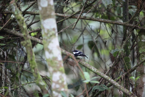 Rwenzori batis (Batis diops) is an endemic bird native to the Albertine Rift montane forests. This photo was taken  in Nyungwe National Park, Rwanda.