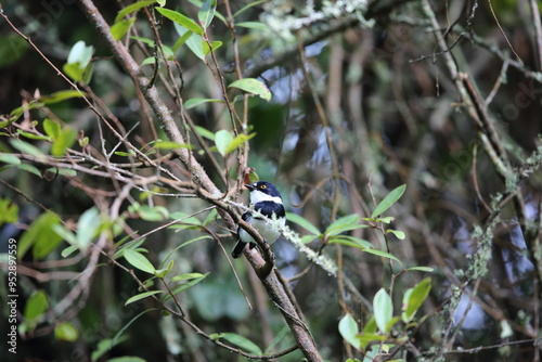 Rwenzori batis (Batis diops) is an endemic bird native to the Albertine Rift montane forests. This photo was taken  in Nyungwe National Park, Rwanda.
