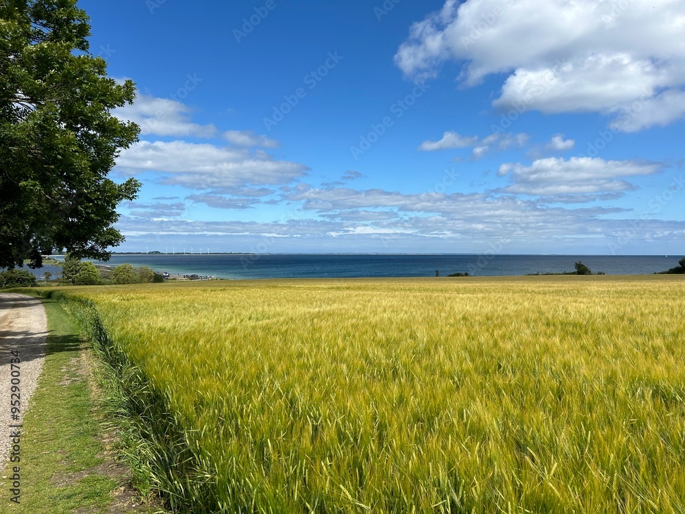 Fototapeta premium field by the sea