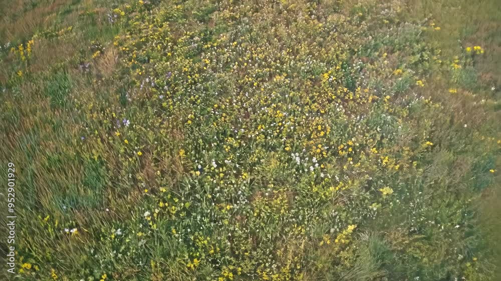 Aerial view of a wide, open meadow filled with colorful wildflowers and tall grass swaying in the wind, captured with rotating motion. Aerial view of a wide, open meadow filled with colorful wildflowers and tall grass swaying in the wind, captured with rotating motion.