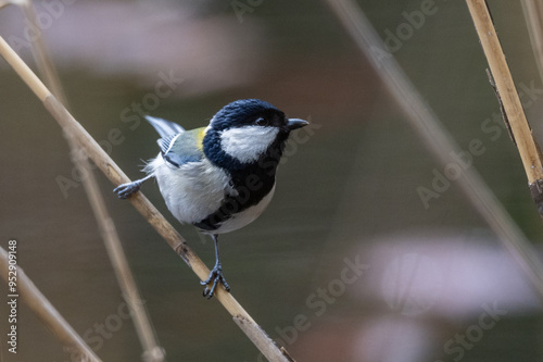 Obraz na plátne A Japanese Tit on a stem at the end of winter in northern Japan.