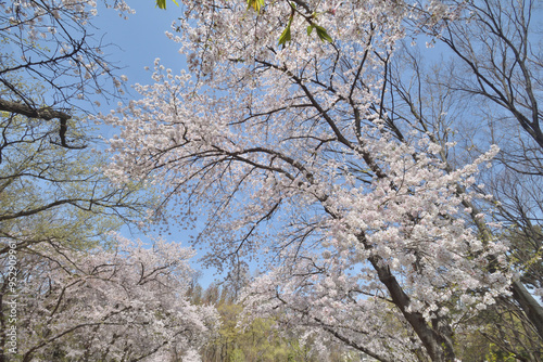 長居植物園の桜