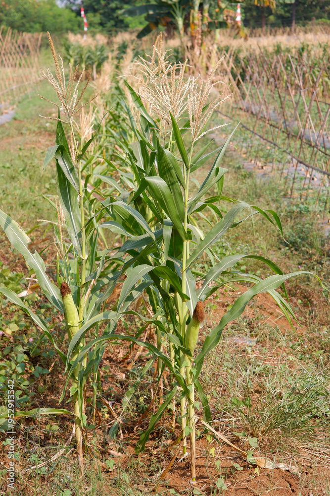 Obraz premium corn plants line in corn field
