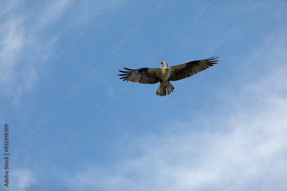 Obraz premium Sandy Hook osprey gliding gracefully in the clear blue sky, showcasing its majestic wingspan and keen hunting skills during summer