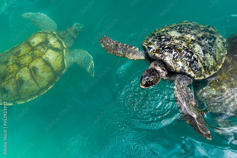 Fototapeta premium Green Sea Turtles at Cayman Turtle Centre