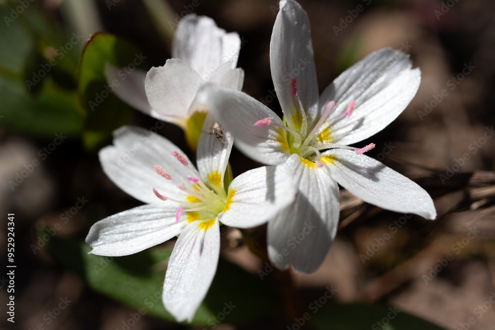 Spring Beauty Spring Beauty