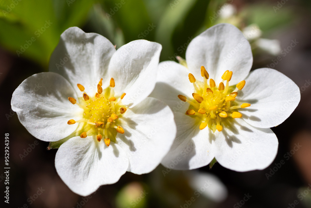 Wildflowers Wildflowers