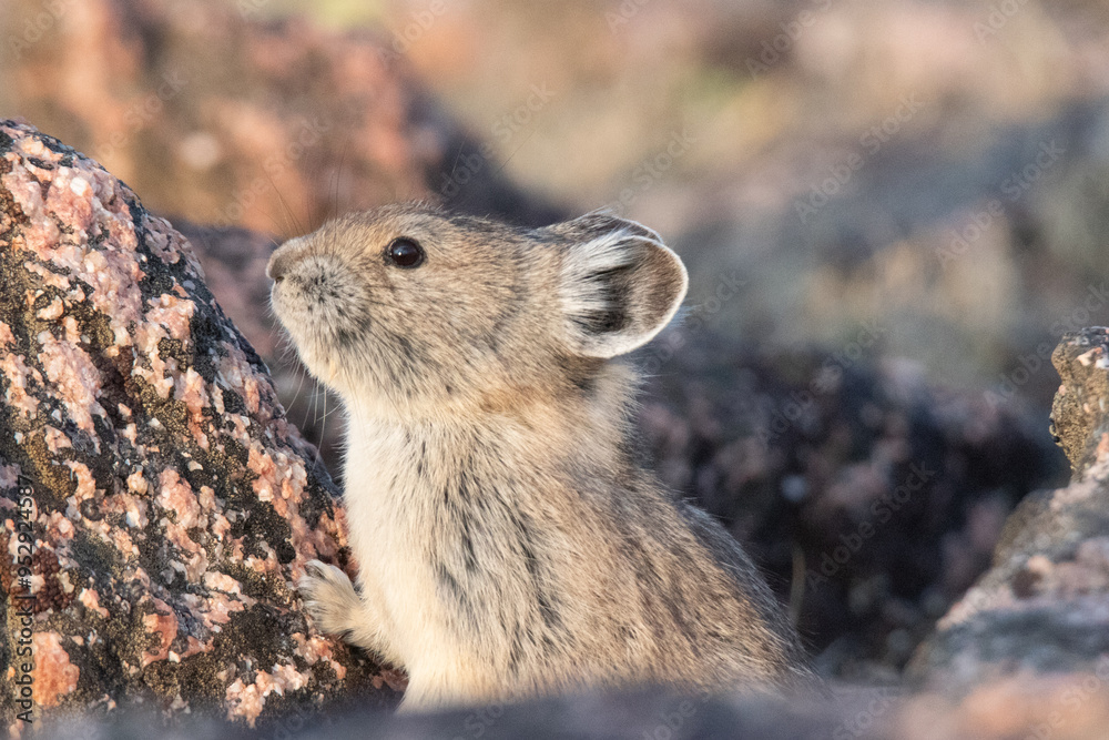 Naklejka premium American Pika