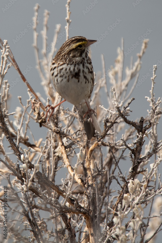 Savannah Sparrow Savannah Sparrow