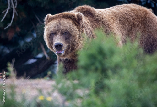 Wallpaper Mural A bear possibly a grizzly bear or a Brown bear. You decide. Torontodigital.ca