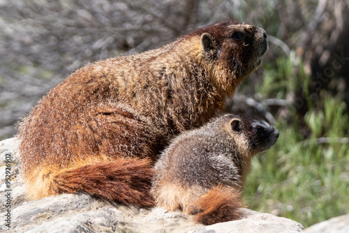 Marmot mom and pup