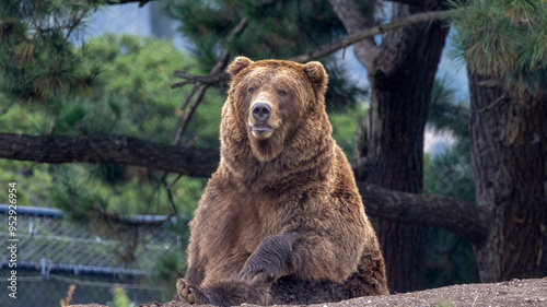 A bear possibly a grizzly bear or a Brown bear. You decide.