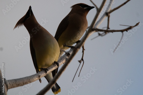 Cedar waxwings photo