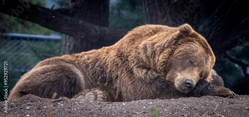 A bear possibly a grizzly bear or a Brown bear. You decide.