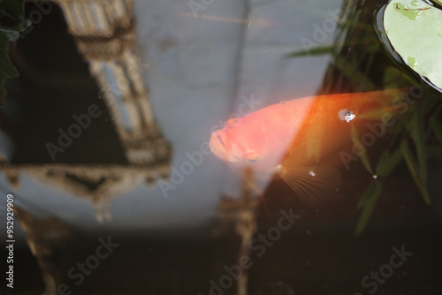 Obraz na plátně A vibrant orange goldfish swimming near the surface of a pond, just below a green lily pad