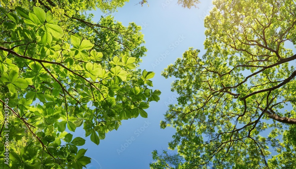 natural green leaves and branches on background of blue sky tree crown of trees from below upwards natural green leaves and branches on background of blue sky tree crown of trees from below upwards