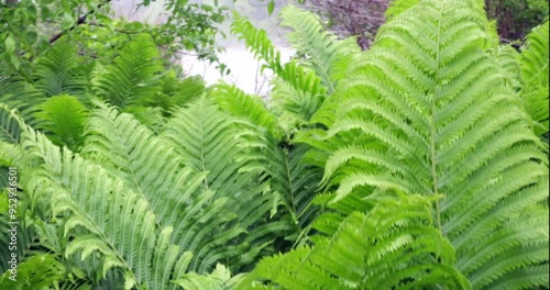 Close up view of large fern plants covering a wilderness trail near the Knife River in Minnesota. photo