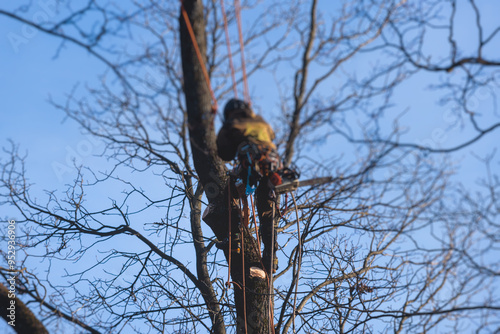 Arborist tree surgeon cutting and trimming tree branches with chainsaw, lumberjack woodcutter in uniform climbing and working on heights, process of tree trunk pruning and sawing on top in sunny day