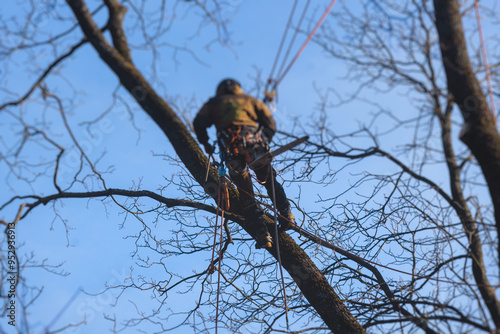 Arborist tree surgeon cutting and trimming tree branches with chainsaw, lumberjack woodcutter in uniform climbing and working on heights, process of tree trunk pruning and sawing on top in sunny day