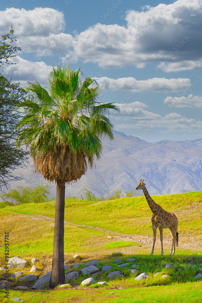 Fototapeta premium Exploring the Living Desert Zoo in Plam Desert, California