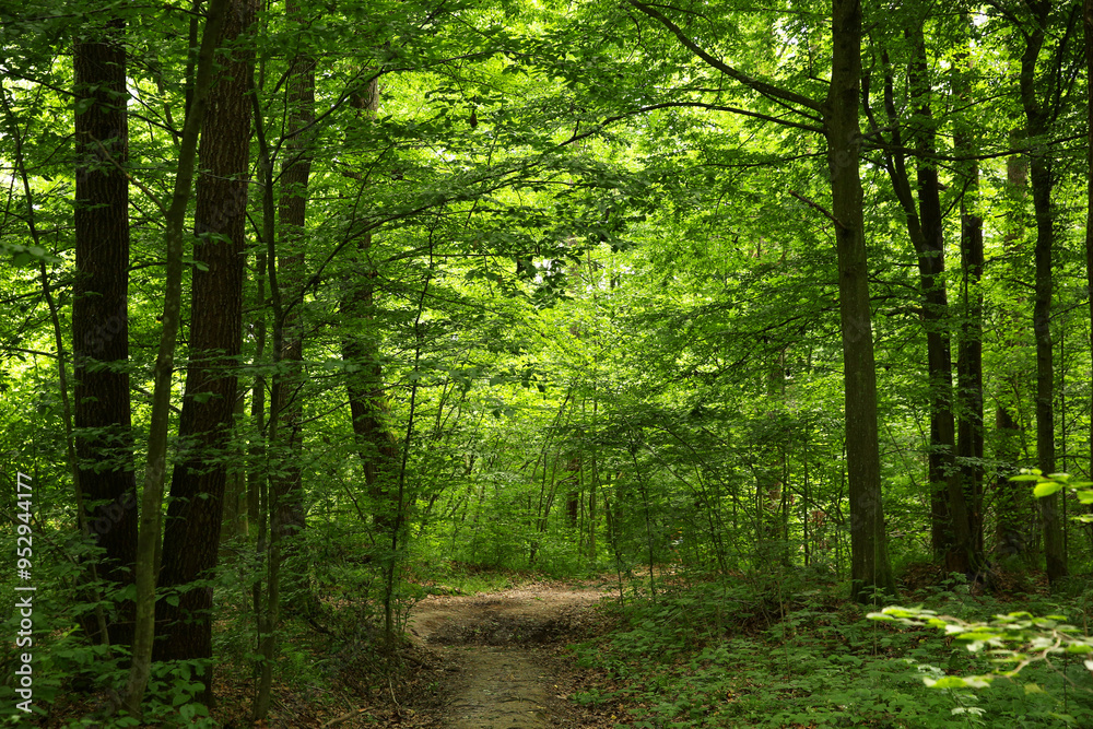 Beautiful green trees and pathway in forest Beautiful green trees and pathway in forest